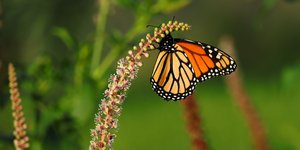 Πεταλούδα πάνω σε φυτό