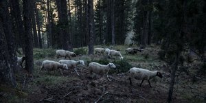 Πρόβατα βόσκουν σε δάσος