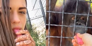 24χρονη Ρωσίδα πυγμάχος έδωσε ηλεκτρονικό τσιγάρο σε ουρακοτάγκο