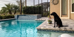 σκυλος στην πισινα