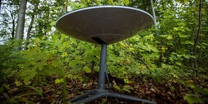 Starling στο δάσος Ουκρανία