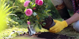 Το απλό μυστικό Άγγλου κηπουρού για τριανταφυλλιές γεμάτες άνθη όλο το καλοκαίρι