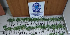 Εντοπίστηκε φυτεία με 165 δενδρύλλια κάνναβης σε αγροτική περιοχή της Χαλκηδόνας 