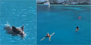 Αγριογούρουνο... παίρνει στο κυνήγι τουρίστριες μέσα στη θάλασσα στην Ιθάκη