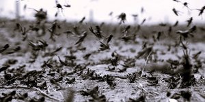 Όταν οι ακρίδες σκίασαν τον Αττικό ουρανό