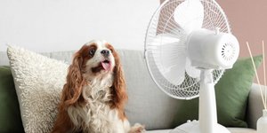 Ανεμιστήρας/Φωτογραφία Shutterstock