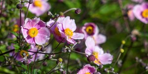 Φωτογραφία Shutterstock 