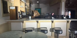 Αρκούδα τρώει παγωτό