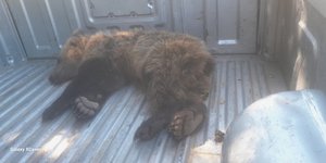 To αρκουδάκι είναι καλά στην υγεία του
