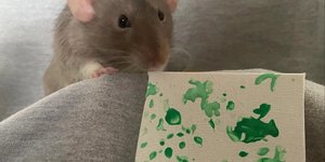 18χρονη κερδίζει 2.000 λίρες πουλώντας «έργα τέχνης» ζωγραφισμένα από τους αρουραίους της