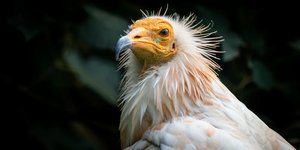 Vulture Rescued from 2022 Dadia Wildfire Spotted Alive in Bulgaria