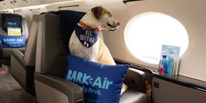 Η Bark Air ιδρύθηκε τον Μάιο του 2024 με στόχο να μεταμορφώσει τον τρόπο που ταξιδεύουν οι σκύλοι και οι ιδιοκτήτες τους / GETTY
