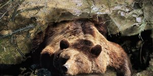Η χειμερία νάρκη είναι ένα φυσιολογικό φαινόμενο που παρατηρείται σε ορισμένα ζώα, κυρίως θηλαστικά και ερπετά / WIKIPEDIA