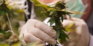 Φύλλα κάνναβης