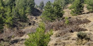 Δασική έκταση στη Χίο 