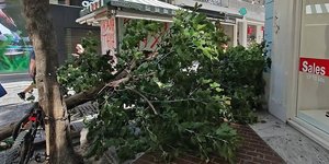 Δέντρο ερμού