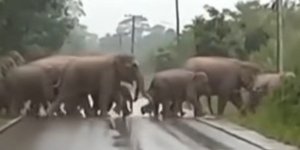 Γιαγιά ελέφαντας σταματά να ευχαριστήσει τους ανθρώπους που άφησαν το κοπάδι να διασχίσει τον δρόμο μπροστά τους