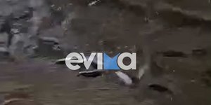 «Τρελάθηκαν» τα ψάρια σε λιμάνι της Εύβοιας