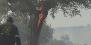 Φωτιά σε δέντρο στη Μεσσηνία