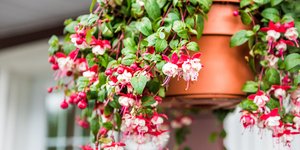 Φούξια: Το λουλούδι που φυτεύεις τώρα για εντυπωσιακή ανθοφορία όλο το φθινόπωρο