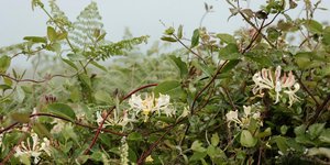 Αναρριχώμενο αγιόκλημα/Φωτογραφία: Unsplash