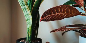 Ο ήλιος απειλεί τα φυτά σας -Συμβουλές για σωστό πότισμα, σκίαση και φροντίδα