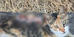 Γάτα που την έχουν τραυματίσει με καυστικό υγρό