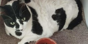 Η νέα ζωή της στρουμπουλής viral γάτας από την Κρήτη
