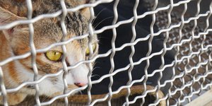 Γάτες πέφτουν θύματα βασανιστηρίων από ασυνείδητους
