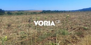 Καταστροφές σε καλλιέργειες ηλίανθων στη Θεσσαλονίκη