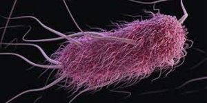 Η δημιουργία του Syn57 αποτελεί ένα σημαντικό επίτευγμα στη συνθετική βιολογία / SHUTTERSTOCK