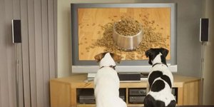 Dog TV
