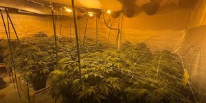 Υδροπονική καλλιέργεια κάνναβης