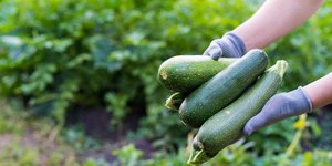 κολοκυθάκια