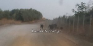 Αγριογούρουνα στη Λαμία