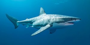 Λευκός καρχαρίας