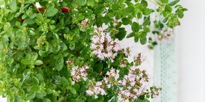 Μαντζουράνα: Πώς θα έχετε πάντα αρωματικά φύλλα και υπέροχα άνθη στο μπαλκόνι σας