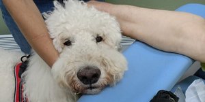 Νοσοκομείο Μεταξά: Σκύλοι θεραπείας ανακουφίζουν τους ογκολογικούς ασθενείς