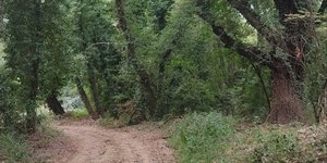 Τα «Χίλια Δέντρα» στις Μουριές