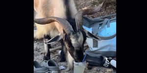 Τράγος εμφανίστηκε σε παραλία στα Σύβοτα και άρχισε να πίνει μοχίτο