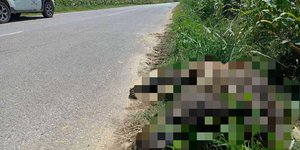 Η νεκρή αρκούδα μετά την μοιραία παράσυρση από διερχόμενο όχημα