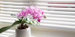 Ο απόλυτος οδηγός φροντίδας ορχιδέας για αρχάριους: Πώς θα την κάνετε να ανθίζει διαρκώς