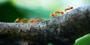 Το ερώτημα ήταν αν τα μυρμήγκια επηρεάζονται με τον ίδιο τρόπο όπως οι άνθρωποι αναφορικά με την συνεργασία / PEXELS