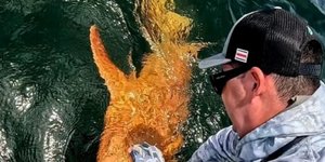 Πορτοκαλί καρχαρίας βρέθηκε στα νερά της Καραϊβικής