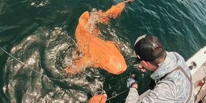 Πορτοκαλί καρχαρίας