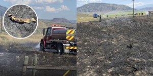 Θαλασσαετός έριξε το ψάρι σε καλώδια υδροδότησης και από το βραχυκύκλωμα ξέσπασε πυρκαγιά