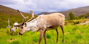 Τάρανδοι στη φύση
