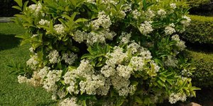 Ο θάμνος βιβούρνος/ Φωτογραφία: Shutterstock