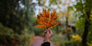 Ζώδια/Φωτογραφία Unsplash