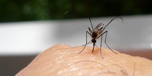 Υπάρχουν πολλοί παράγοντες που καθορίζουν γιατί τα κουνούπια προτιμούν να τσιμπούν ορισμένους ανθρώπους περισσότερο από άλλους / SHUTTERSTOCK